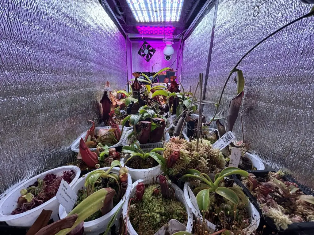 Grow chamber for highland Nepenthes